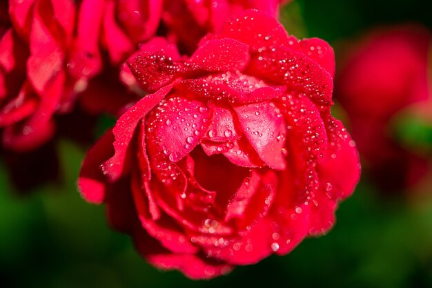 Primer plano de una flor roja florecida con gotas