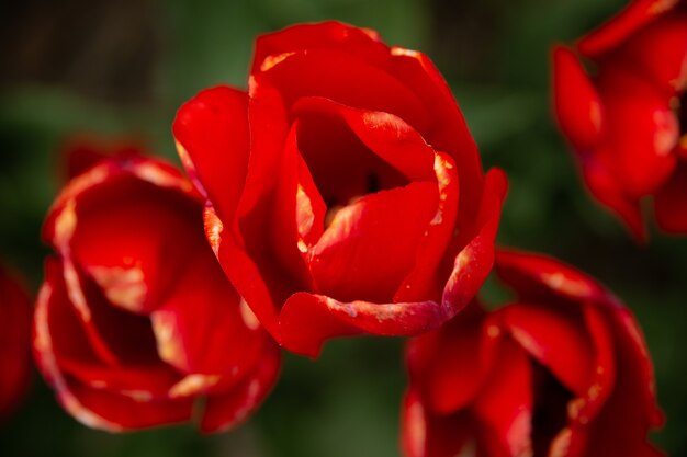Primer plano de una flor roja con un fondo borroso