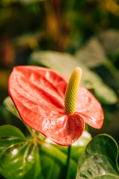 Primer plano de la flor roja en forma de corazón de los anturios