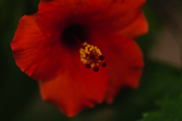 Primer plano flor roja