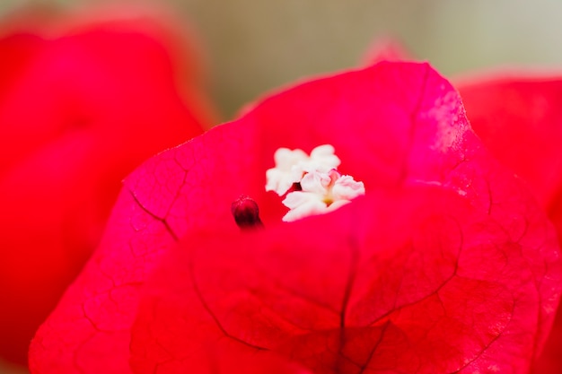 Primer plano flor roja