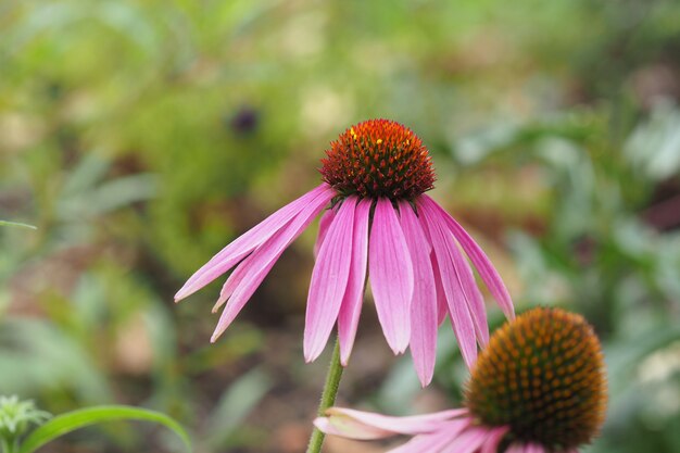 Primer plano de una flor rosa durante el día detrás de un fondo verde