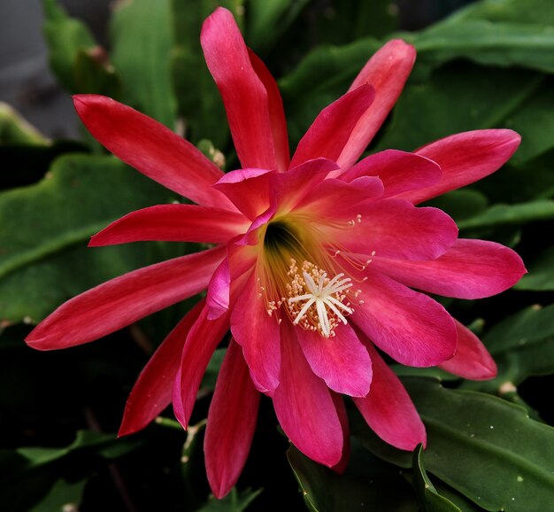 Primer plano de una flor rosa en flor en la vegetación