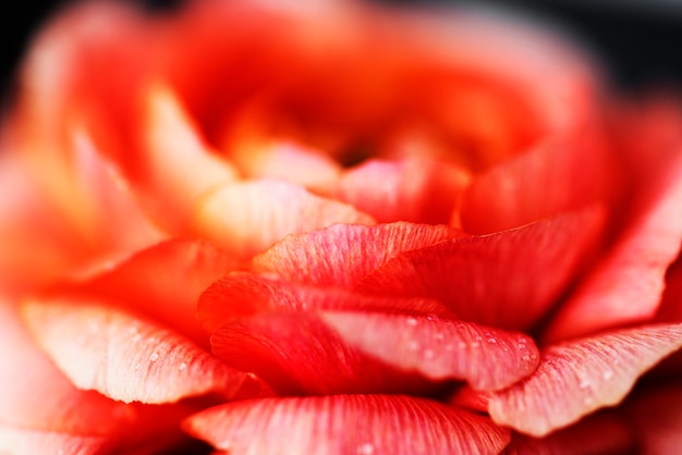 Primer plano de flor rosa rosa