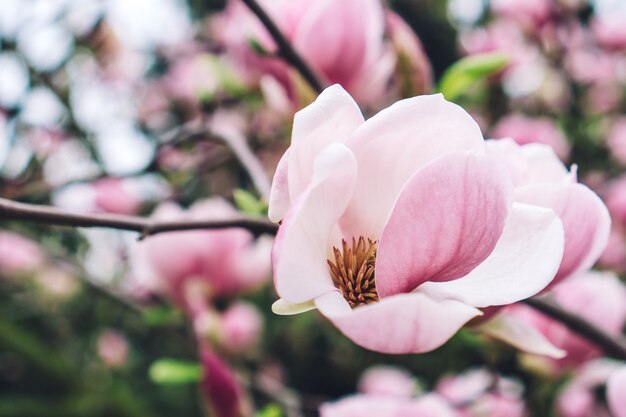 Primer plano de flor rosa