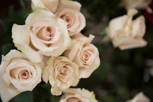 Primer plano de la flor de rosas blancas