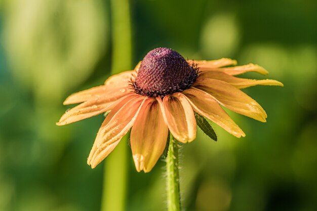 Primer plano de una flor de rudbeckia