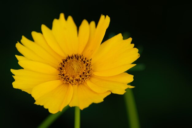 Primer plano de una flor de tickseed amarillo en un borroso