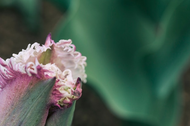 Primer plano de una flor de tulipán floreciente