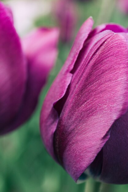 Primer plano de una flor de tulipán púrpura