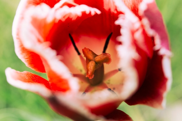 Primer plano de una flor de tulipán rojo floreciente