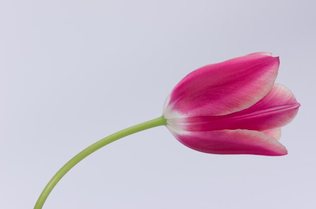 Primer plano de una flor de tulipán rosa aislado sobre fondo blanco con espacio para el texto