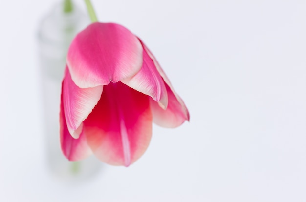 Primer plano de una flor de tulipán rosa aislado sobre fondo blanco con espacio para el texto