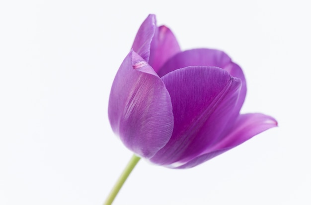 Primer plano de una flor de tulipán rosa aislado sobre fondo blanco con espacio para el texto