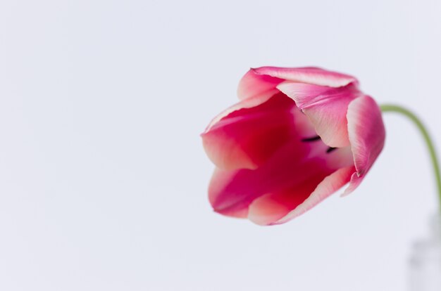 Primer plano de una flor de tulipán rosa aislado sobre fondo blanco con espacio para el texto