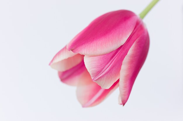 Primer plano de una flor de tulipán rosa aislado sobre fondo blanco con espacio para el texto