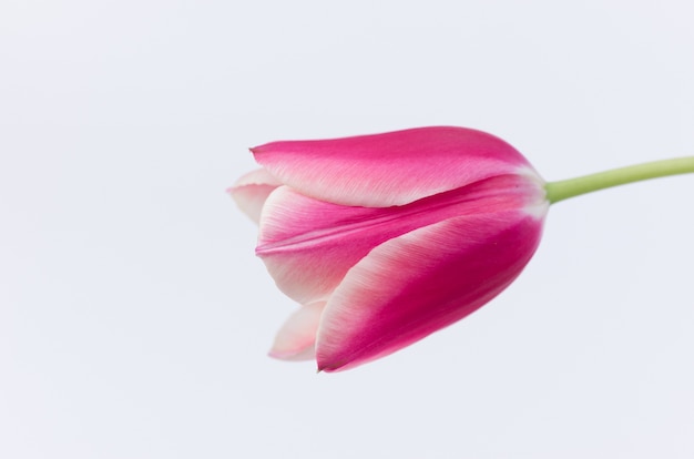 Primer plano de una flor de tulipán rosa aislado sobre fondo blanco con espacio para el texto