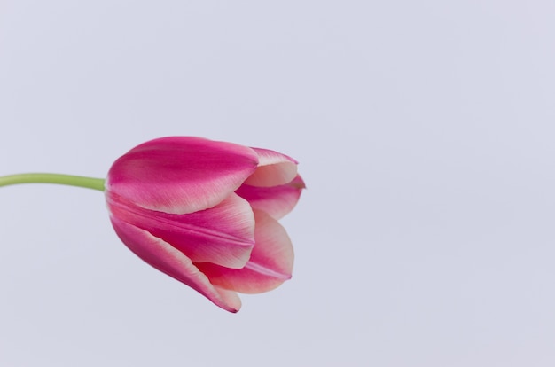 Primer plano de una flor de tulipán rosa aislado sobre fondo blanco con espacio para el texto