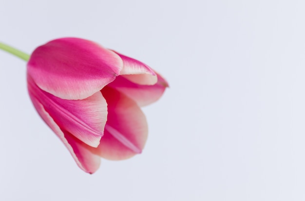 Primer plano de una flor de tulipán rosa aislado sobre fondo blanco con espacio para el texto