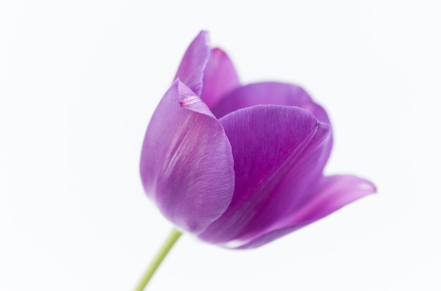 Primer plano de una flor de tulipán rosa aislado sobre fondo blanco con espacio para el texto