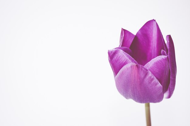 Primer plano de una flor de tulipán rosa aislado sobre fondo blanco con espacio para el texto