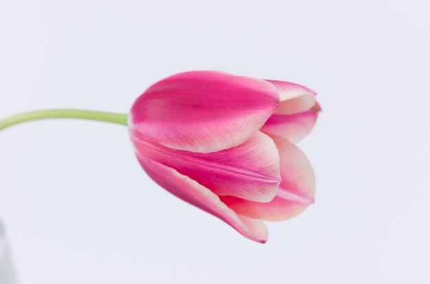 Primer plano de una flor de tulipán rosa aislado sobre fondo blanco.