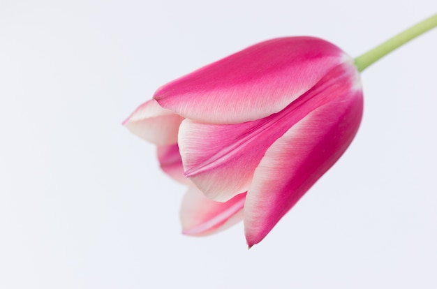 Primer plano de una flor de tulipán rosa aislado sobre fondo blanco.