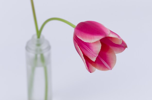 Primer plano de una flor de tulipán rosa aislado sobre fondo blanco.