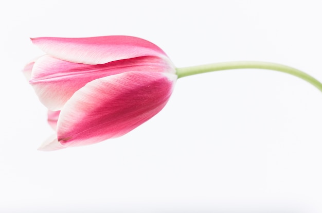 Primer plano de una flor de tulipán rosa aislado sobre fondo blanco.