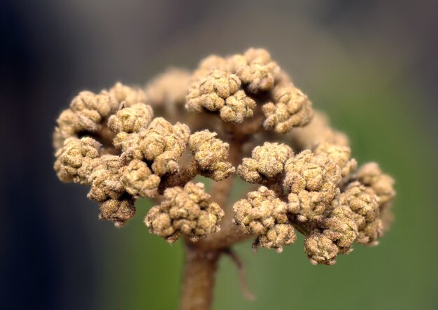 Primer plano de una flor única