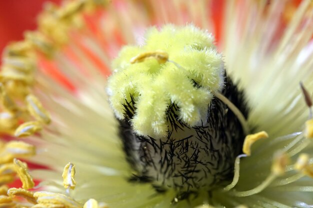 Primer plano de una flor única