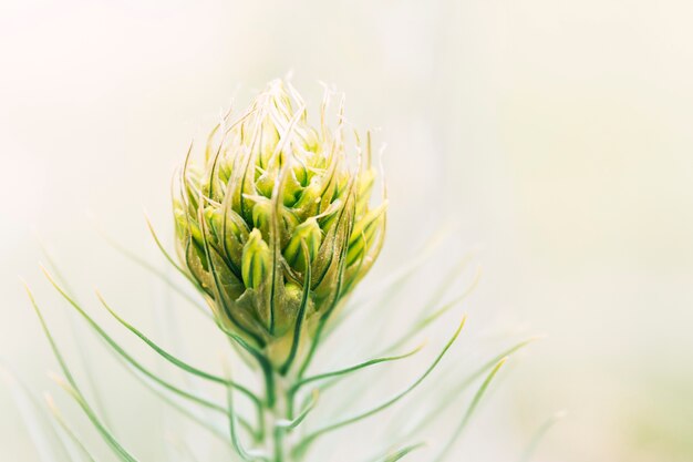 Primer plano de una flor