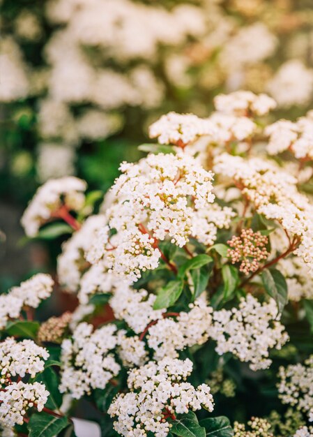 Primer plano de floración arbusto nupcial corona spirea