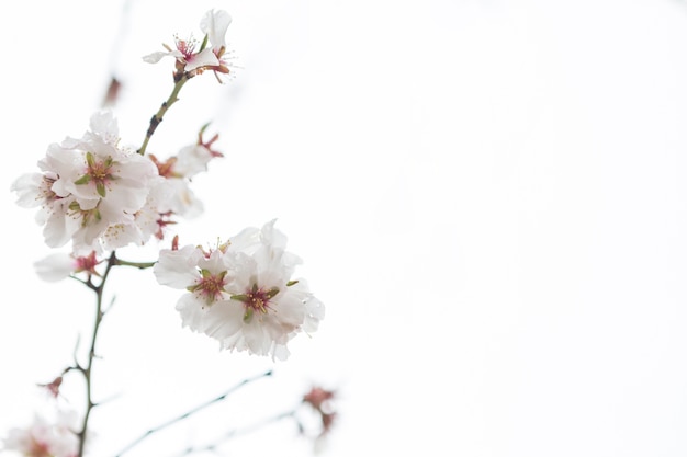 Primer plano de flores del almendro