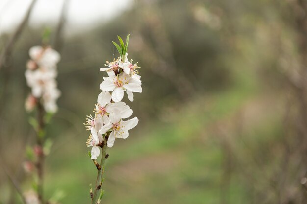 Primer plano de flores del almendro