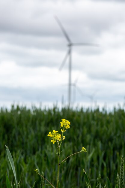 Primer plano de flores amarillas silvestres en un campo con molinos de viento blancos en la borrosa