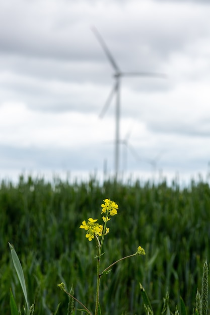 Primer plano de flores amarillas silvestres en un campo con molinos de viento blancos en la borrosa