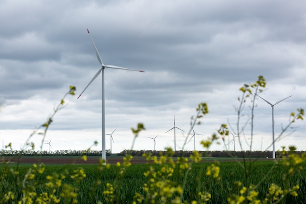 Primer plano de flores amarillas silvestres con molinos de viento blancos borrosos