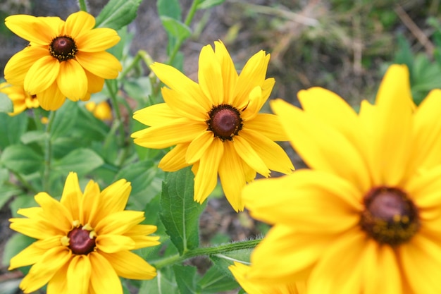 Foto gratuita primer plano de flores amarillas