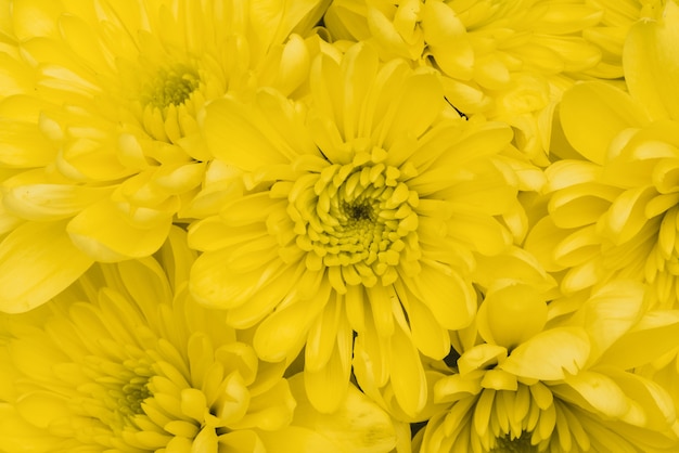 Primer plano de flores amarillas