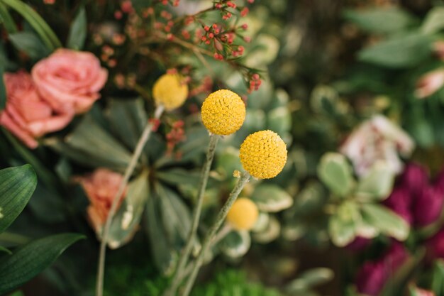 Primer plano de flores amarillas