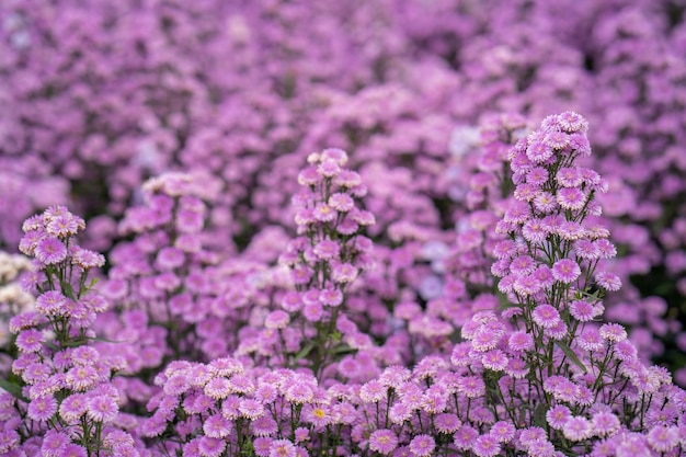 Primer plano de flores de aster tupidas púrpuras que crecen en un campo