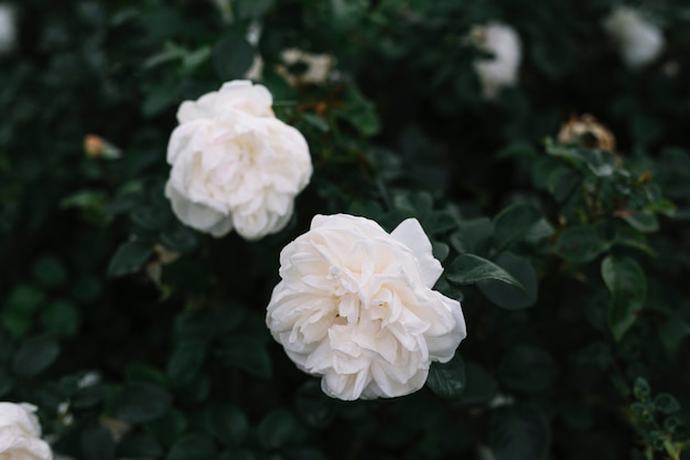 Primer plano de flores blancas en flor