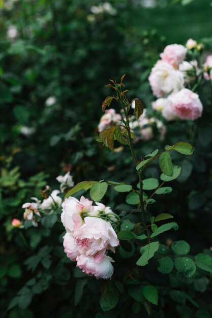 Primer plano de flores blancas con hojas verdes