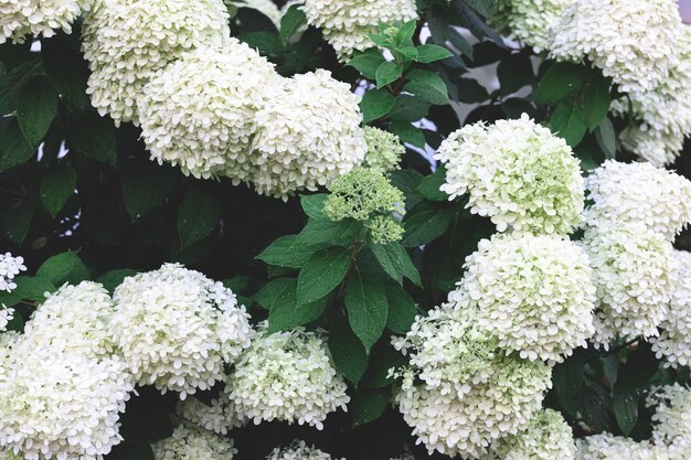 Primer plano de flores blancas sobre un fondo natural de bush