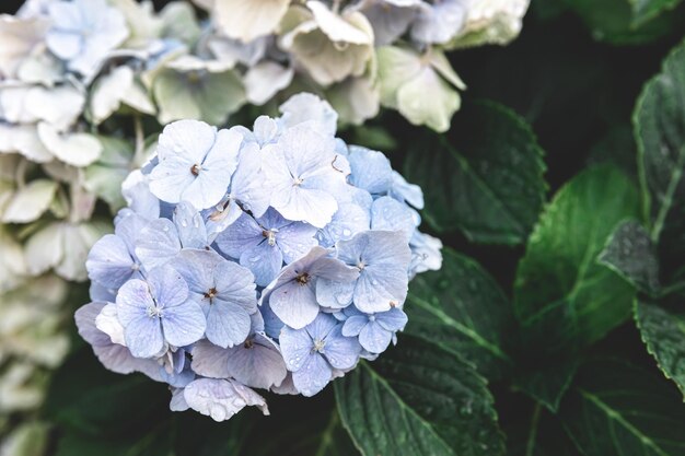 Primer plano de flores blancas sobre un fondo natural de bush