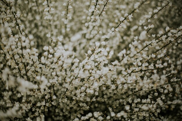 Primer plano de flores blancas