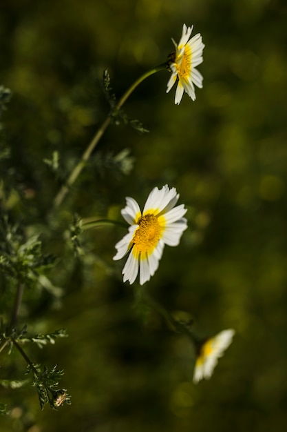 Primer plano de flores blancas