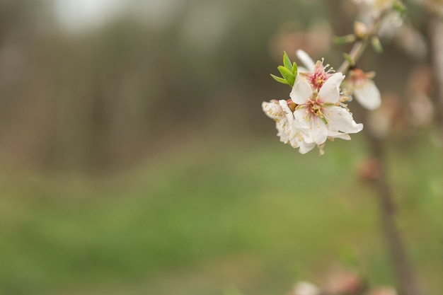 Foto gratuita primer plano de flores bonitas