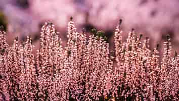 Foto gratuita primer plano de flores de brezo común en el campo